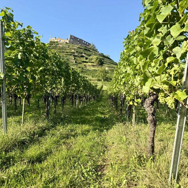 Grüner, sommerlicher Weinberg in perspektivischer ansicht mit im Hintergrund thronender Burgruine von Staufen im Breisgau